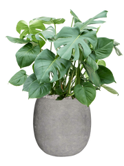 Monstera deliciosa in Baq Polystone Coated Plain Office Plant With Pot 96cm Height 27cm Dia