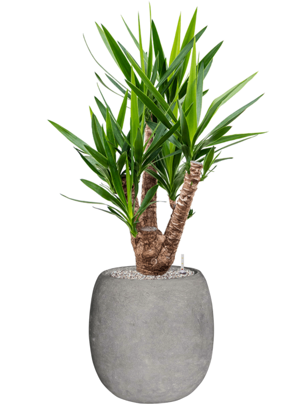 Yucca elephantipes in Baq Polystone Coated Plain Office Plant With Pot 123cm Height 27cm Dia