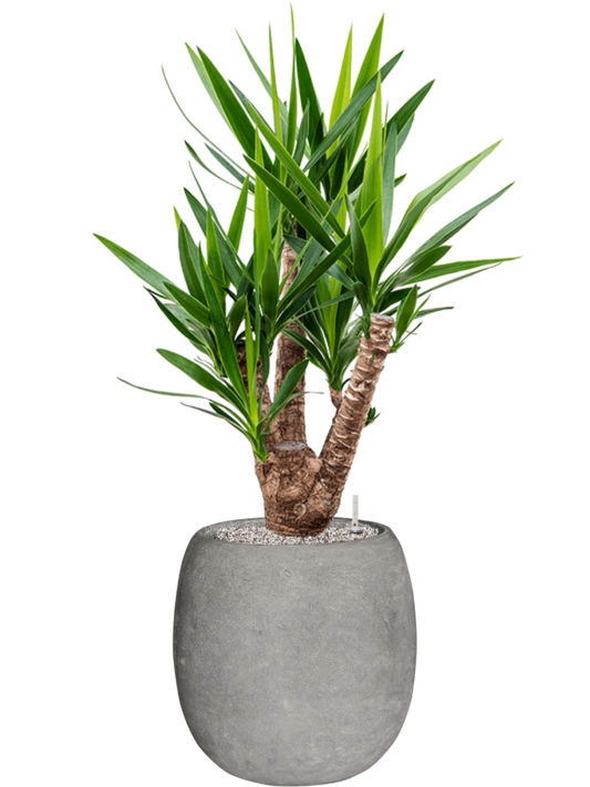 Yucca elephantipes in Baq Polystone Coated Plain Office Plant With Pot 123cm Height 27cm Dia