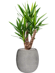 Yucca elephantipes in Baq Polystone Coated Plain Office Plant With Pot 123cm Height 27cm Dia