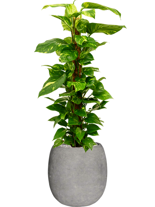 Scindapsus 'Aureum' in Baq Polystone Coated Plain Office Plant With Pot 132cm Height 27cm Dia