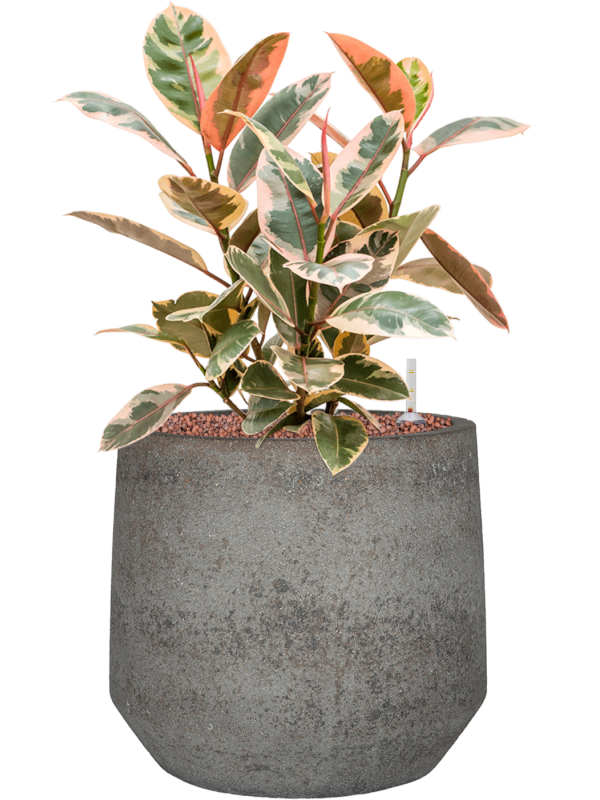 Ficus elastica 'Belize' in Cement & Stone Office Plant With Pot 57cm Height 24cm Dia