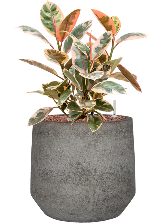 Ficus elastica 'Belize' in Cement & Stone Office Plant With Pot 57cm Height 24cm Dia