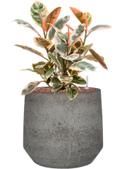 Ficus elastica 'Belize' in Cement & Stone Office Plant With Pot 57cm Height 24cm Dia