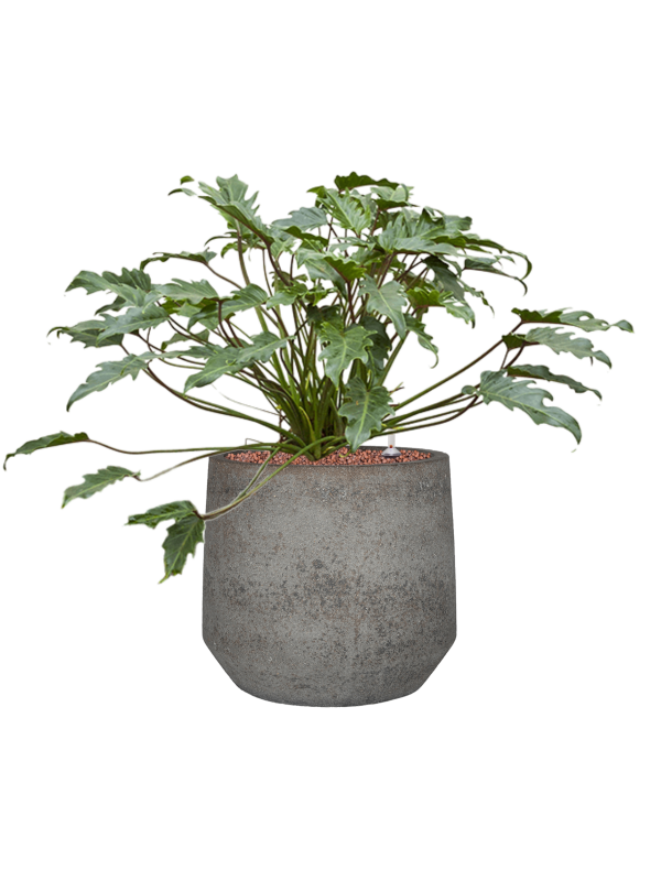 Philodendron 'Xanadu' in Cement & Stone Office Plant With Pot 57cm Height 24cm Dia