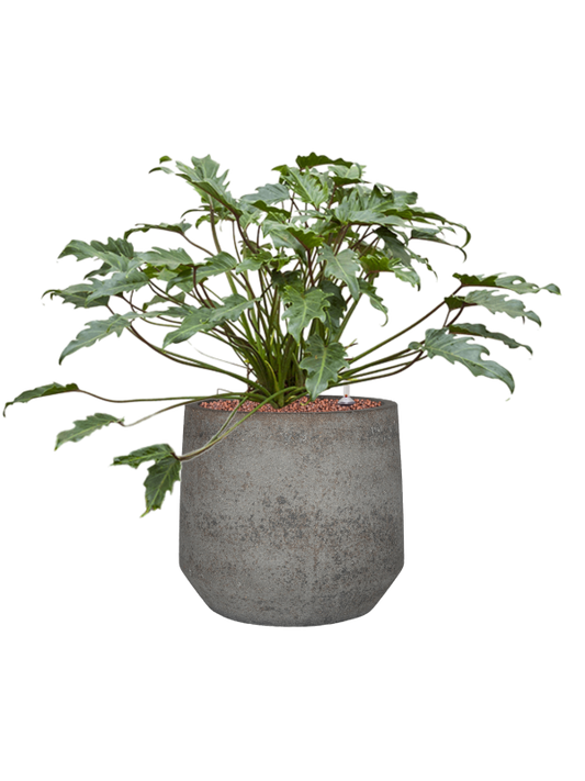 Philodendron 'Xanadu' in Cement & Stone Office Plant With Pot 57cm Height 24cm Dia