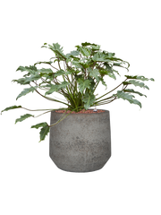 Philodendron 'Xanadu' in Cement & Stone Office Plant With Pot 57cm Height 24cm Dia