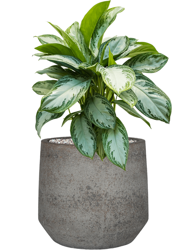 Aglaonema 'Silver Bay' in Cement & Stone Office Plant With Pot 61cm Height 24cm Dia