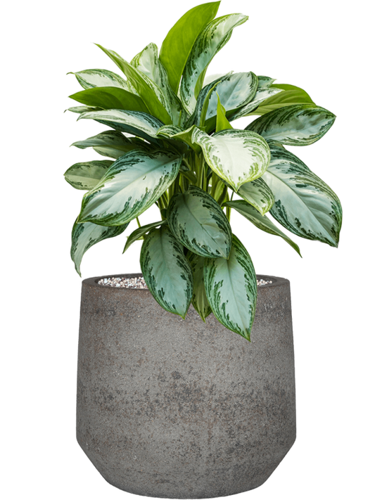 Aglaonema 'Silver Bay' in Cement & Stone Office Plant With Pot 61cm Height 24cm Dia