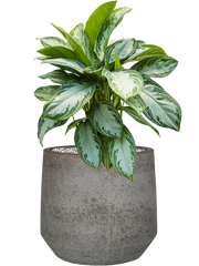 Aglaonema 'Silver Bay' in Cement & Stone Office Plant With Pot 61cm Height 24cm Dia