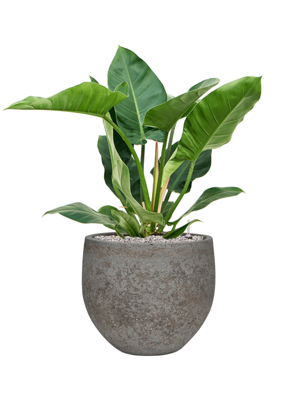 Philodendron 'Imperial Green' in Cement & Stone Office Plant With Pot 90cm Height 26cm Dia