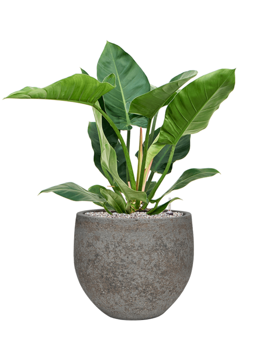 Philodendron 'Imperial Green' in Cement & Stone Office Plant With Pot 90cm Height 26cm Dia