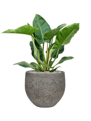 Philodendron 'Imperial Green' in Cement & Stone Office Plant With Pot 90cm Height 26cm Dia