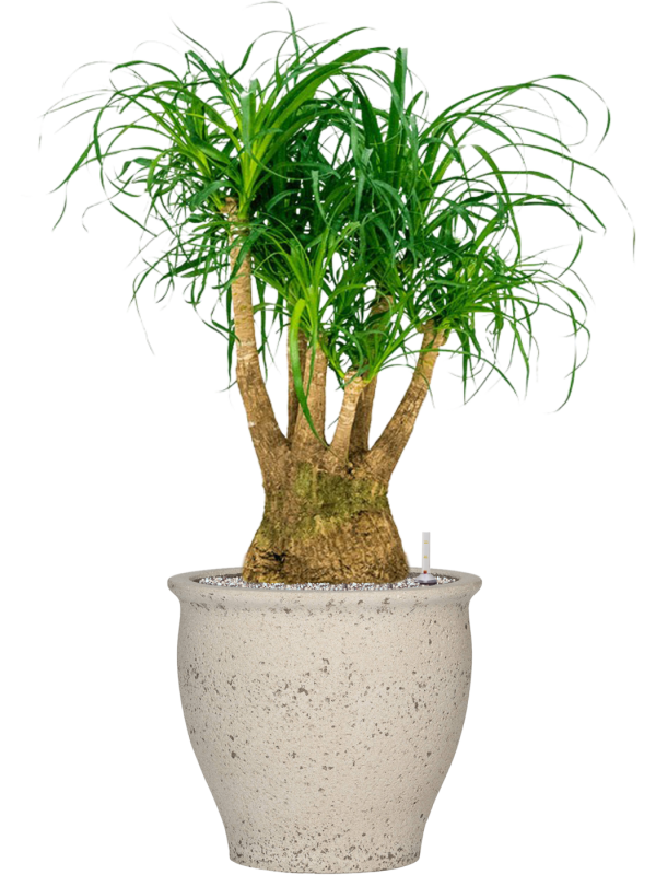 Beaucarnea recurvata in Mediterranean Office Plant With Pot 107cm Height 36cm Dia