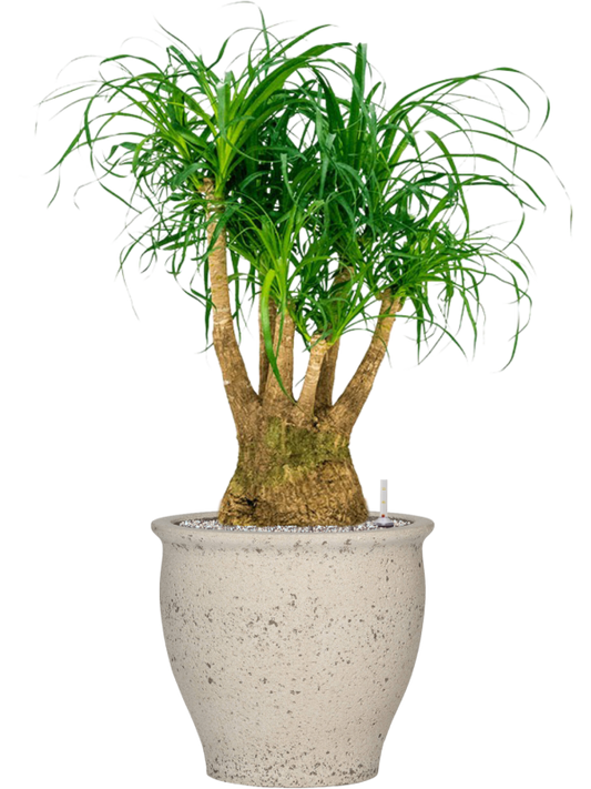 Beaucarnea recurvata in Mediterranean Office Plant With Pot 107cm Height 36cm Dia