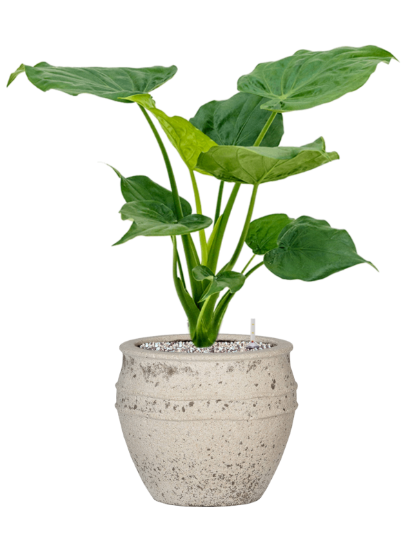 Alocasia cucullata in Mediterranean Office Plant With Pot 64cm Height 22cm Dia