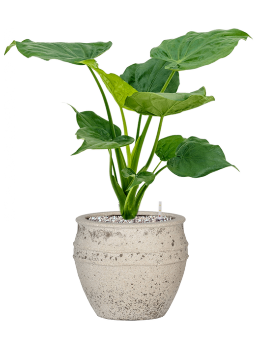 Alocasia cucullata in Mediterranean Office Plant With Pot 64cm Height 22cm Dia