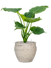 Alocasia cucullata in Mediterranean Office Plant With Pot 64cm Height 22cm Dia