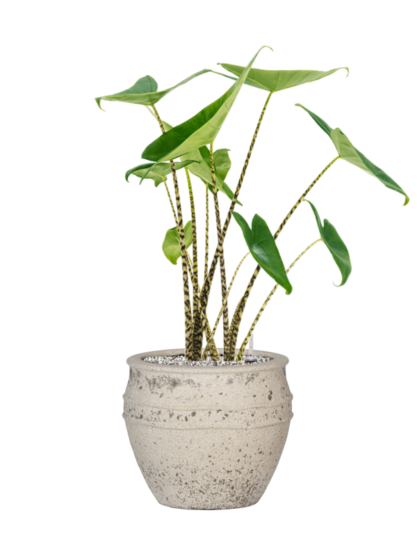 Alocasia zebrina in Mediterranean Office Plant With Pot 68cm Height 22cm Dia