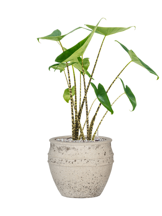 Alocasia zebrina in Mediterranean Office Plant With Pot 68cm Height 22cm Dia