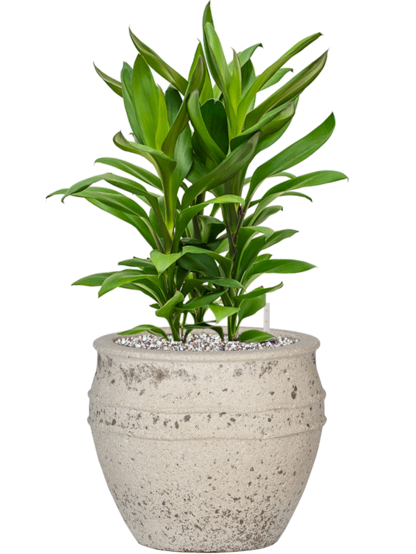 Cordyline fruticosa' Glauca' in Mediterranean Office Plant With Pot 58cm Height 22cm Dia