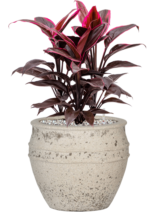 Cordyline fruticosa 'Mambo' in Mediterranean Office Plant With Pot 52cm Height 22cm Dia