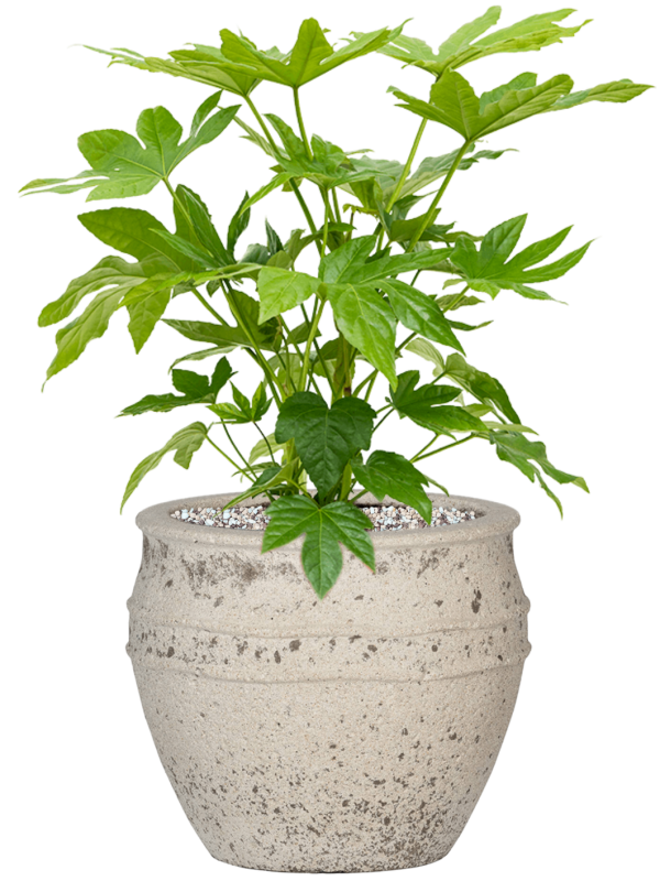 Fatsia japonica in Mediterranean Office Plant With Pot 54cm Height 22cm Dia