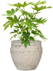 Fatsia japonica in Mediterranean Office Plant With Pot 54cm Height 22cm Dia