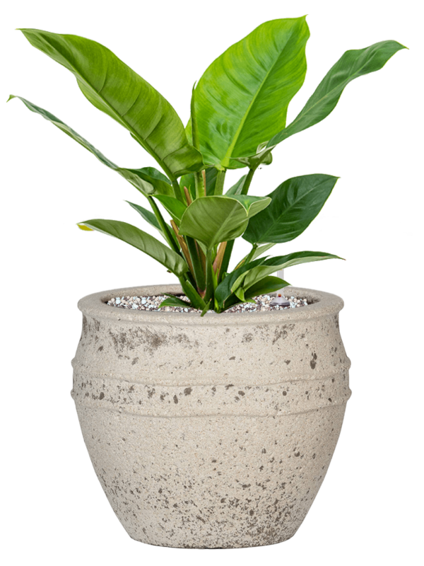 Philodendron 'Imperial Green' in Mediterranean Office Plant With Pot 48cm Height 22cm Dia