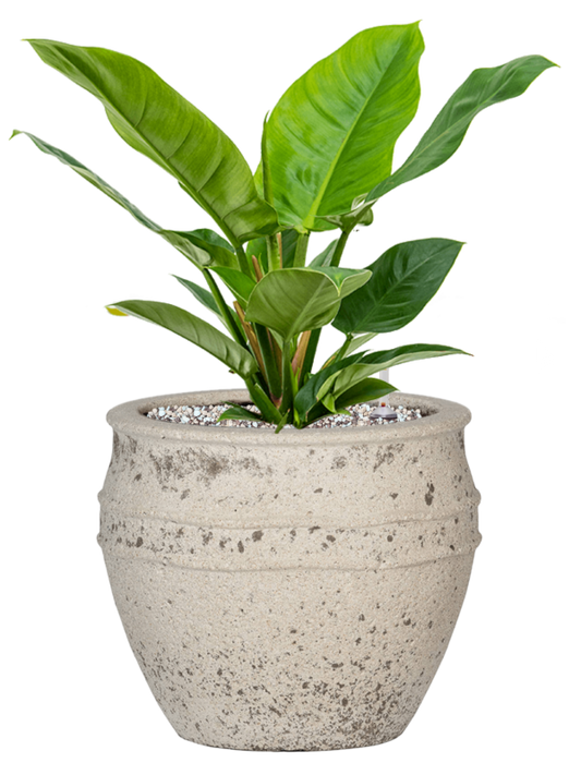 Philodendron 'Imperial Green' in Mediterranean Office Plant With Pot 48cm Height 22cm Dia