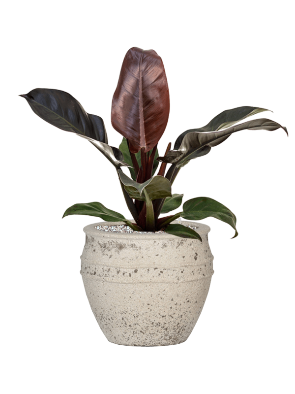 Philodendron `Imperial Red' in Mediterranean Office Plant With Pot 56cm Height 22cm Dia