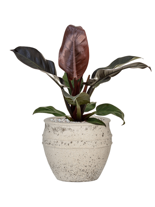 Philodendron `Imperial Red' in Mediterranean Office Plant With Pot 56cm Height 22cm Dia