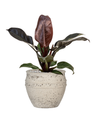 Philodendron `Imperial Red' in Mediterranean Office Plant With Pot 56cm Height 22cm Dia