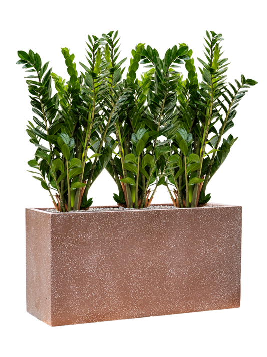 Zamioculcas zamiifolia in Baq Terrazzo Office Plant With Pot 94cm Height 24cm Dia