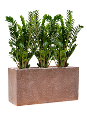 Zamioculcas zamiifolia in Baq Terrazzo Office Plant With Pot 94cm Height 24cm Dia