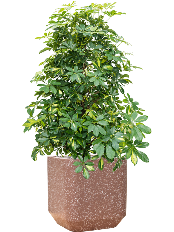 Schefflera arboricola 'Gold Capella' in Baq Terrazzo Office Plant With Pot 138cm Height 38cm Dia