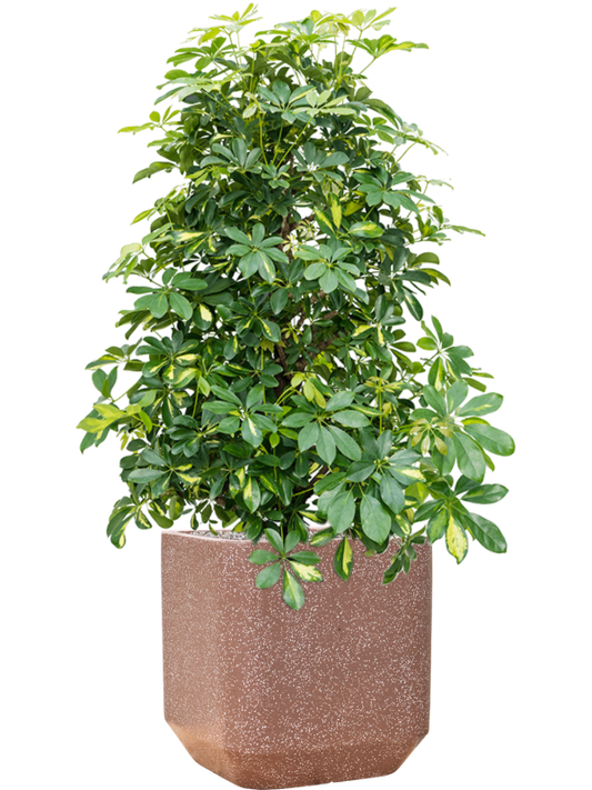 Schefflera arboricola 'Gold Capella' in Baq Terrazzo Office Plant With Pot 138cm Height 38cm Dia