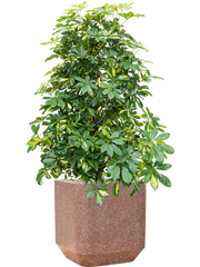 Schefflera arboricola 'Gold Capella' in Baq Terrazzo Office Plant With Pot 138cm Height 38cm Dia