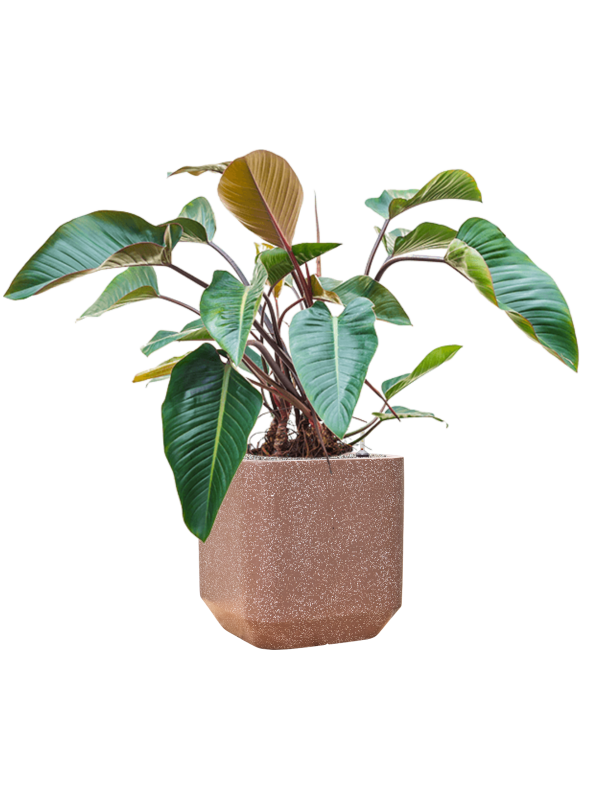 Philodendron 'Red Beauty' in Baq Terrazzo Office Plant With Pot 114cm Height 38cm Dia