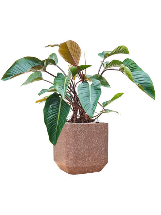 Philodendron 'Red Beauty' in Baq Terrazzo Office Plant With Pot 114cm Height 38cm Dia