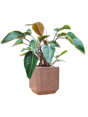 Philodendron 'Red Beauty' in Baq Terrazzo Office Plant With Pot 114cm Height 38cm Dia