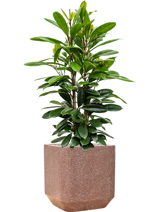 Ficus cyathistipula in Baq Terrazzo Office Plant With Pot 141cm Height 38cm Dia