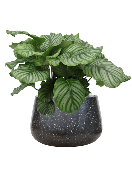 Calathea orbifolia in Baq Terrazzo Office Plant With Pot 71cm Height 31cm Dia