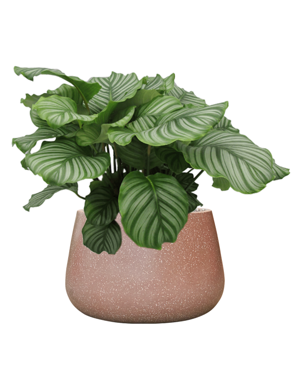 Calathea orbifolia in Baq Terrazzo Office Plant With Pot 71cm Height 31cm Dia