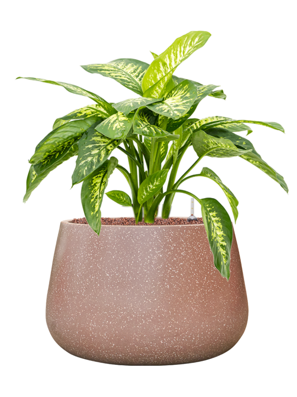 Dieffenbachia seguine 'Reeva' in Baq Terrazzo Office Plant With Pot 72cm Height 31cm Dia