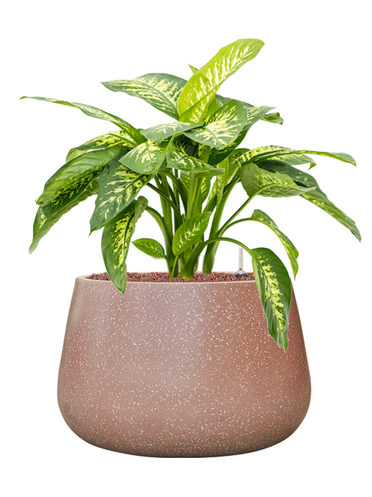 Dieffenbachia seguine 'Reeva' in Baq Terrazzo Office Plant With Pot 72cm Height 31cm Dia