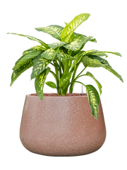 Dieffenbachia seguine 'Reeva' in Baq Terrazzo Office Plant With Pot 72cm Height 31cm Dia