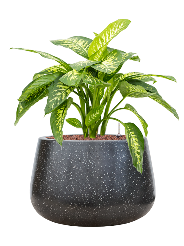 Dieffenbachia seguine 'Reeva' in Baq Terrazzo Office Plant With Pot 72cm Height 31cm Dia