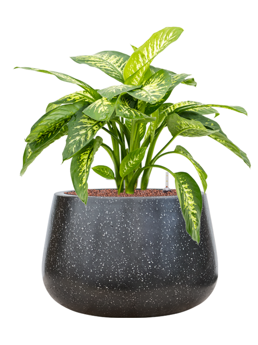 Dieffenbachia seguine 'Reeva' in Baq Terrazzo Office Plant With Pot 72cm Height 31cm Dia