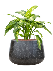 Dieffenbachia seguine 'Reeva' in Baq Terrazzo Office Plant With Pot 72cm Height 31cm Dia